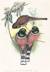 Trogan personatus