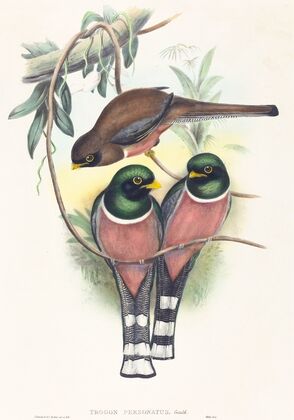 Trogan personatus
