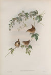 Troglodytes europæus. Common Wren. (1862-1873)