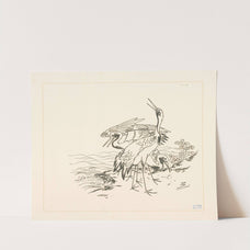 Trois grues au bord de la mer. (1866 - 1878) by Félix Bracquemond