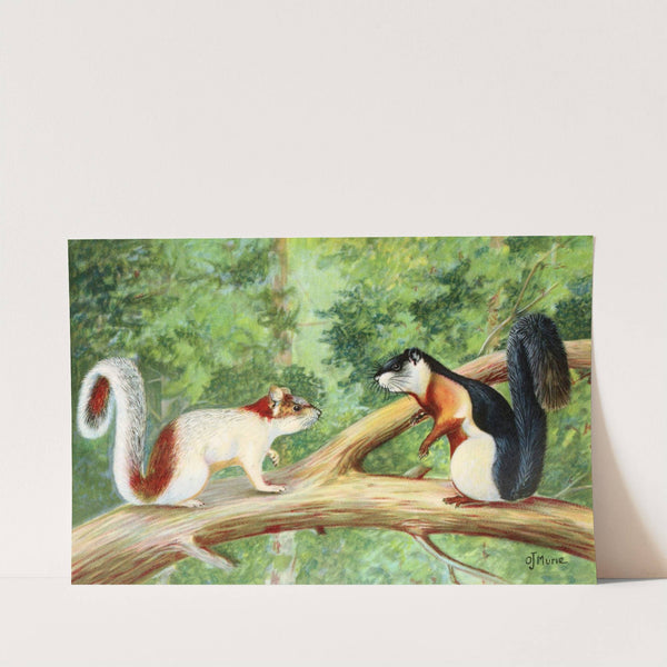 Tropical Squirrels (1929-1932) by Olaus Murie