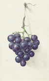 Tros blauwe druiven