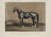 Trotting stallion Mambrino Champion owned by M.F. Foote (1867)
