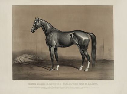 Trotting stallion Mambrino Champion owned by M.F. Foote (1867)