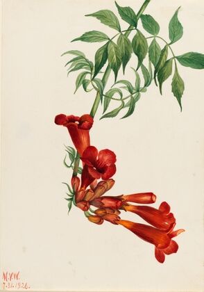 Trumpet Creeper (Bignonia radicans) (1926)