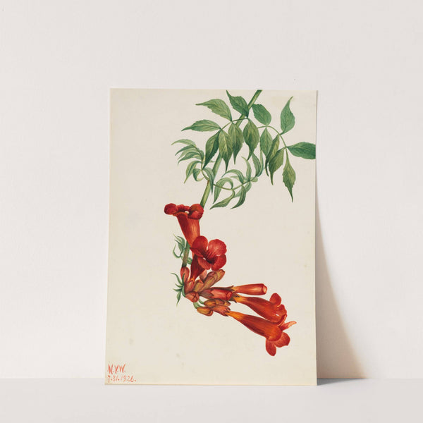 Trumpet Creeper (Bignonia radicans) (1926) by Mary Vaux Walcott