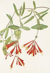 Elkslip. Caltha leptosepala