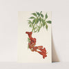 Trumpetcreeper. Bignonia radicans (1925) by Mary Vaux Walcott