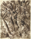Trunks and Branches