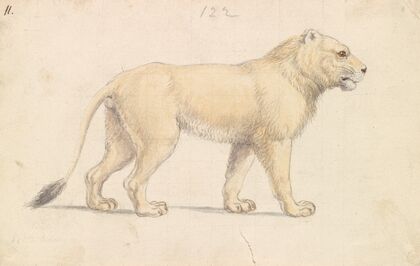 Tsavo Lion (1837)