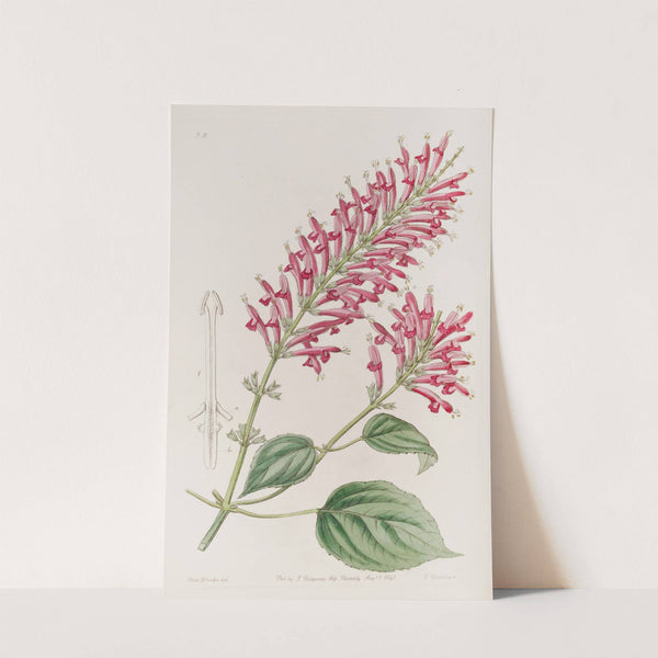 Tube-flowered Salvia by Sydenham Edwards