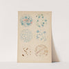 Tubercle Bacilli and Other Bacterium by Hermann Rieder