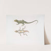 Tubercled Agama, Agama tuberculata. by John Edward Gray