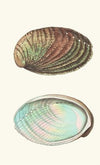 Tuberculated Haliotis (1789-1813)