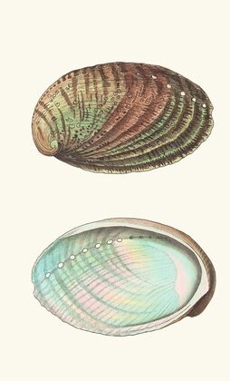 Tuberculated Haliotis (1789-1813)