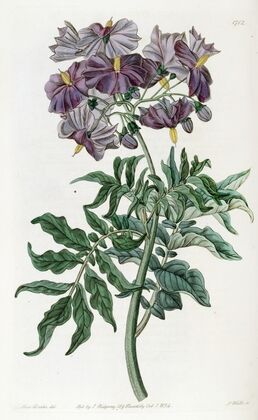 Tuberless Solanum