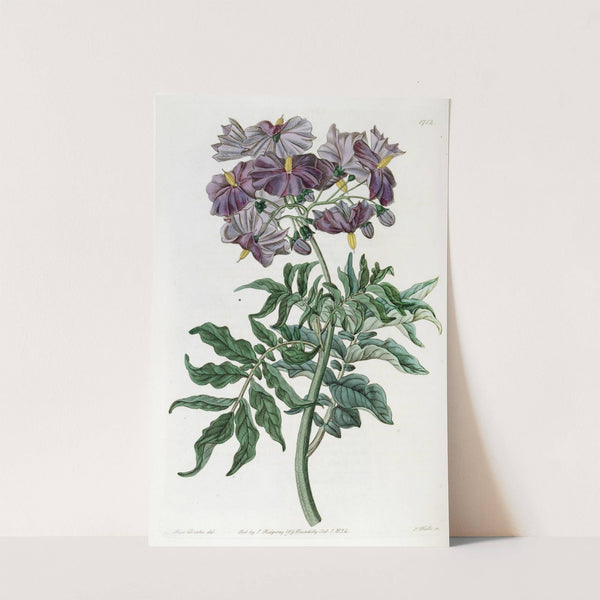 Tuberless Solanum by Sydenham Edwards