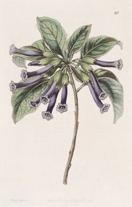Tubular Iochrome