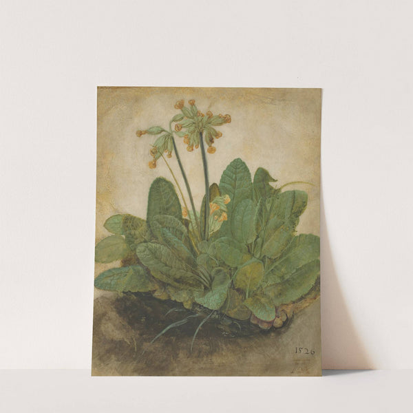 Tuft of Cowslips by Albrecht Dürer