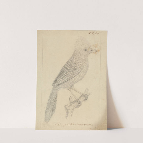 Tufted Antshrike by James Sowerby