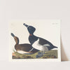 Tufted duck (1827–1838) by John James Audubon