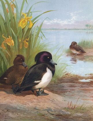 Tufted Duck (1913)