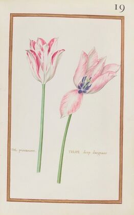 Tul. printaniere ; tulipe drap dargeant (1624)