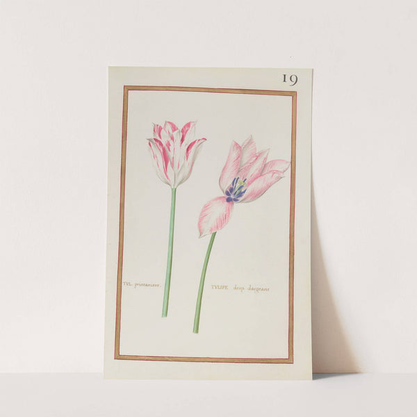 Tul. printaniere ; tulipe drap dargeant (1624) by Daniel Rabel