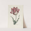 Tulip (1770) by Carington Bowles