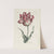 Tulip (1770) by Carington Bowles