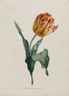 Tulip