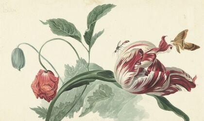 Tulip and a Poppy
