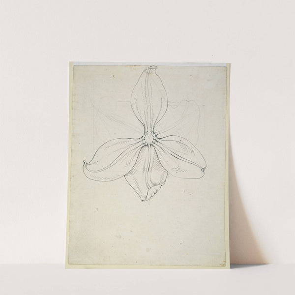 Tulip blossom by Philipp Otto Runge