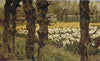 Tulip Fields