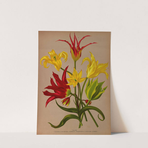 Tulipa (1872-1881) by Arentina Hendrica Arendsen