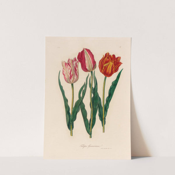 Tulipa Gesneriana (1818-1824) by Gaetano Savi