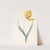 Tulipa gesneriana var. dracontia (Parrot Tulip) by Pierre Joseph Redouté