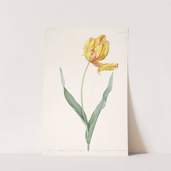 Tulipa gesneriana var. dracontia (Parrot Tulip) by Pierre Joseph Redouté