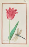 Tulipe drap d’argeant (1624)