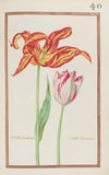 Tulipe flamboiante (1624)