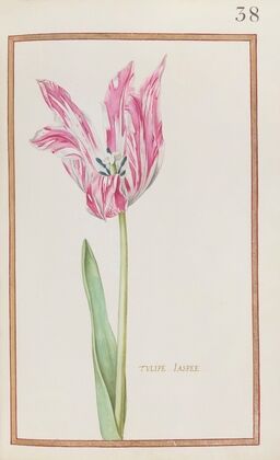 Tulipe jaspee (1624)