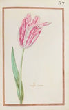 Tulipe jaspee (1624)