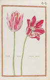 Tulipe jaspee ; tulipe variee (1624)