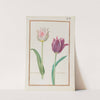 Tulipe printanire ; tulipe bordee (1624) by Daniel Rabel