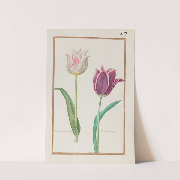 Tulipe printanire ; tulipe bordee (1624) by Daniel Rabel