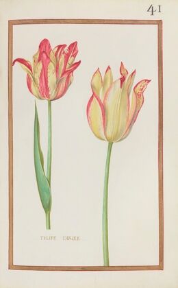 Tulipe variee (1624)