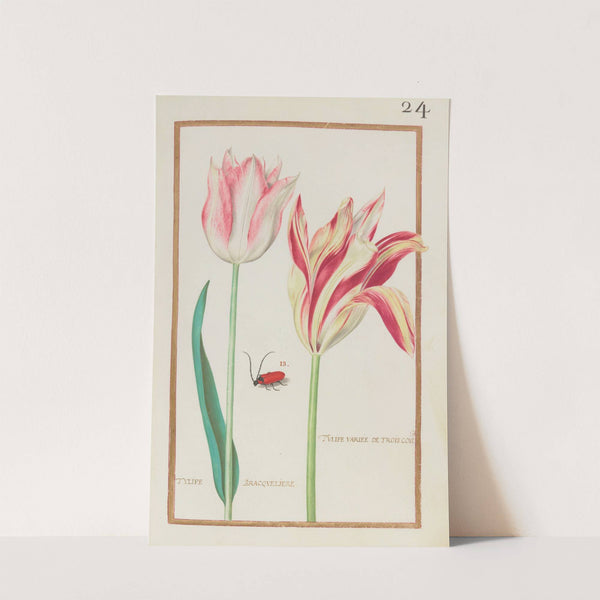 Tulipe variee de trois coul. ; Tulipe bracqueliere (1624) by Daniel Rabel