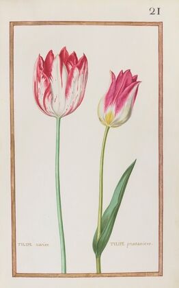 Tulipe variee ; tulipe printaniere (1624)