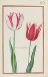 Tulipes bordees (1624)