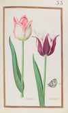 Tulipes bordées (1624)